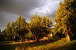 Juniper trees before thunderstorm