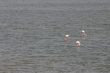 Flamingos in coastal lagoon