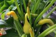 Yellow crook neck squash and blossom