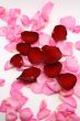 Rose petals