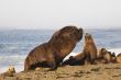 sea-lion