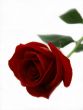 Red rose