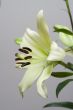 Мadonna lily flower