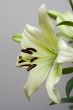 Мadonna lily flower