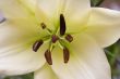Мadonna lily flower