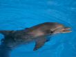 Bottle Nosed Dolphin