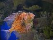 Lion Fish