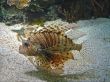 Lion Fish