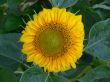 Young sunflower