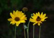 Yellow flowers