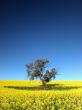 Canola Tree