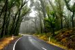 Wet Forest Road