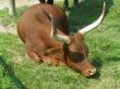 Buffalo