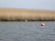 tall reeds