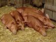 Pig family