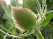 Thistle