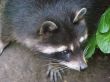 raccoon