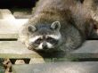raccoon