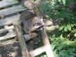 raccoon