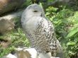 Arctic  owl