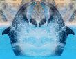 Dolphins jumping