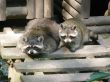raccoons
