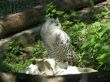 Arctic Owl