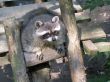 raccoon