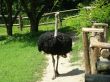 Ostrich