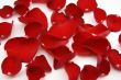 Rose red petals
