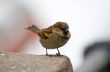 Sparrow on a parapet