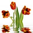 tulips