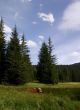 red cow on the clearing in the forest