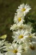 floral composition with few white camomiles