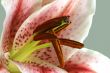 close up of lily