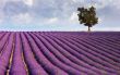 Lavender field and a lone tree