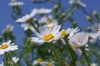 Camomiles and blue sky