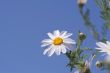 Camomiles and blue sky