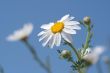 Camomiles and blue sky