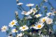 Camomiles and blue sky