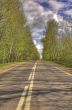 Road along a wood