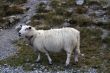 Sheep on a road high in mountain in Norway
