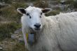 Sheep on a road high in mountain in Norway