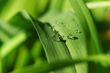 background with a green grass