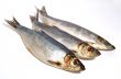 fish herring