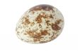 The quail`s egg