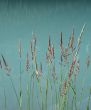 Reeds in a turquoise lake