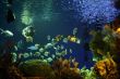 underwater life aquarium