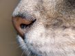 Cat nose