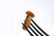 Fork with marinade honey fungus